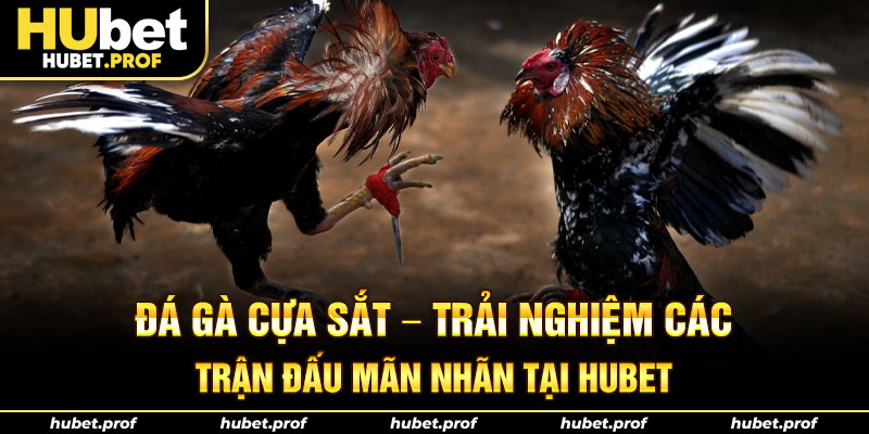 đá gà cựa sắt